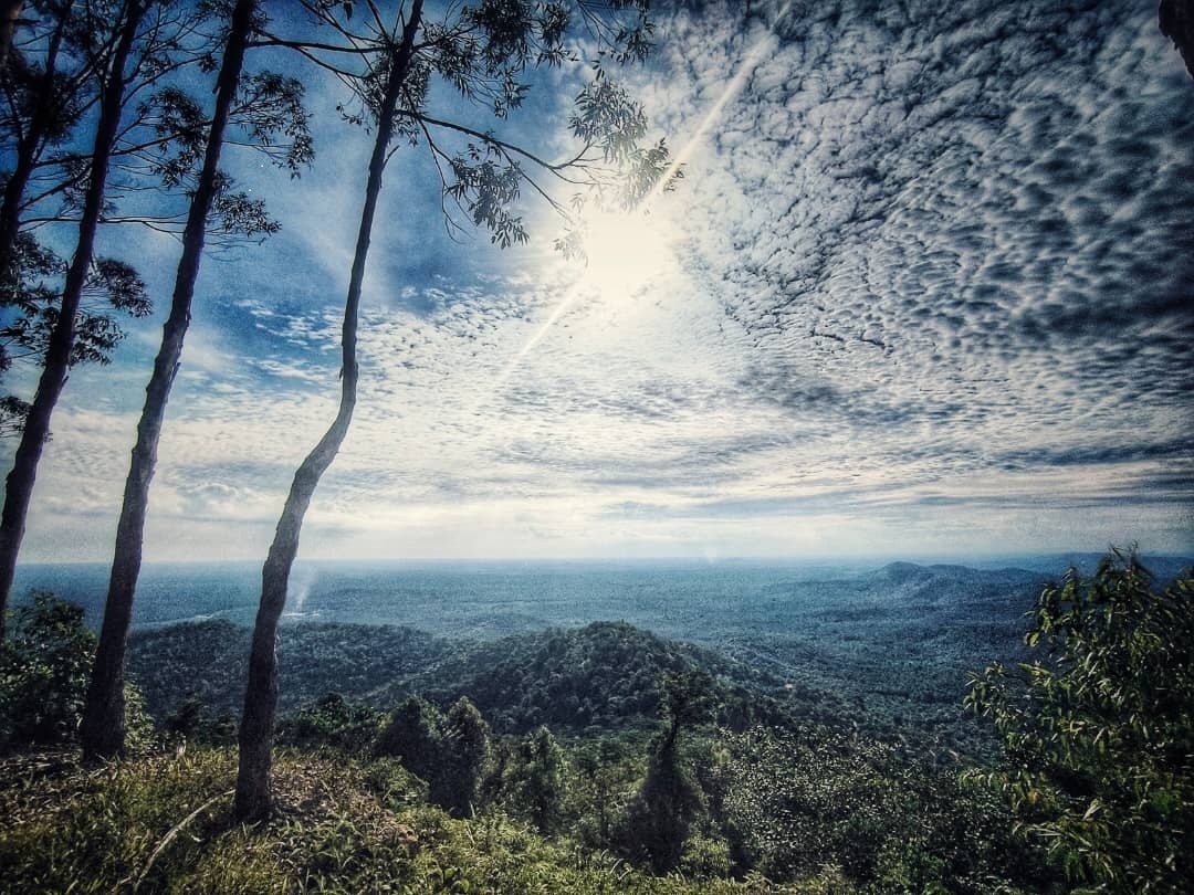 Bukit Slim Forest Plantation 1