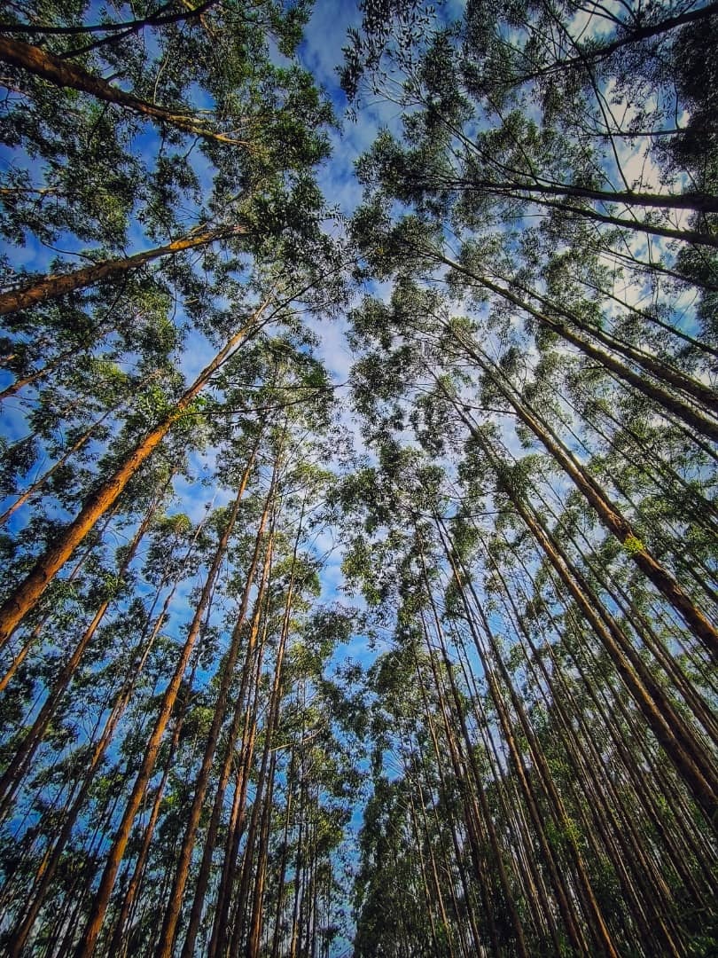 Bukit Slim Forest Plantation 2
