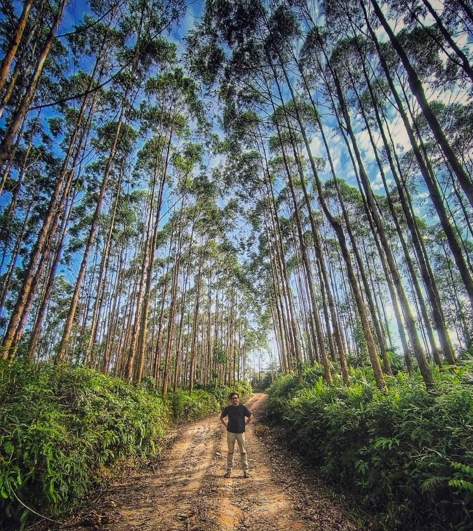 Bukit Slim Forest Plantation 3