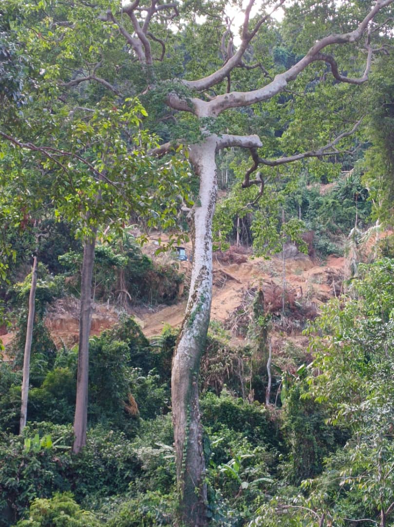 Bukit Slim Forest Plantation 7