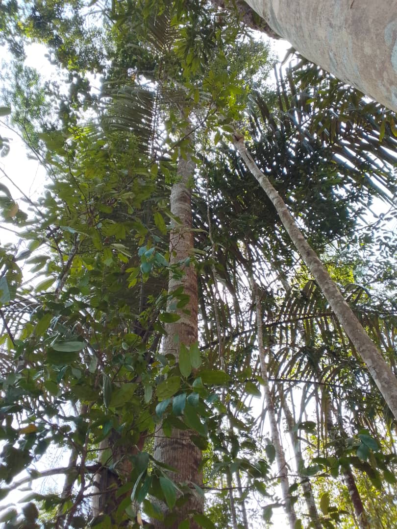 Hutan Simpan Kenaboi 1