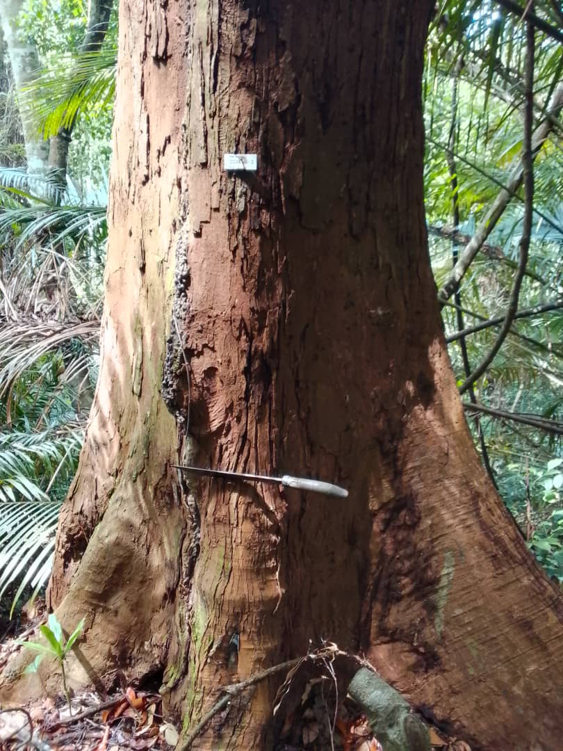 Hutan Simpan Kenaboi 2