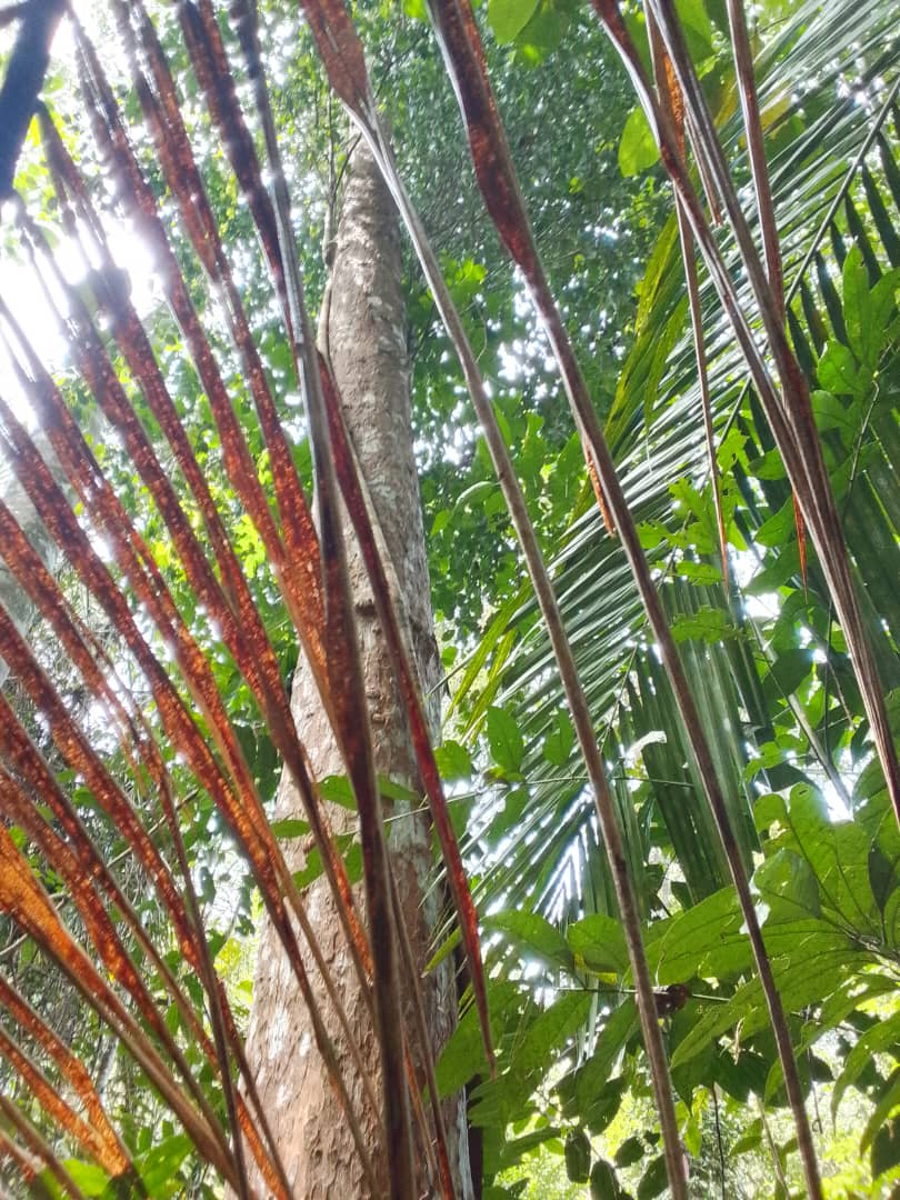 Hutan Simpan Kenaboi 3