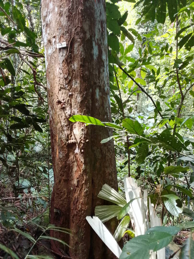 Hutan Simpan Kenaboi 4