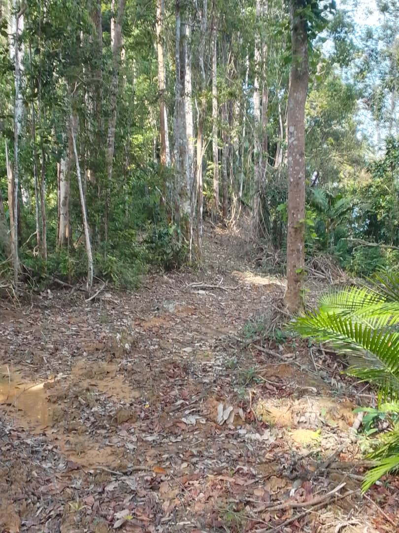 Hutan Simpan Kenaboi 5