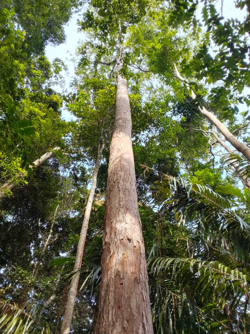 Hutan Simpan Kenaboi 6