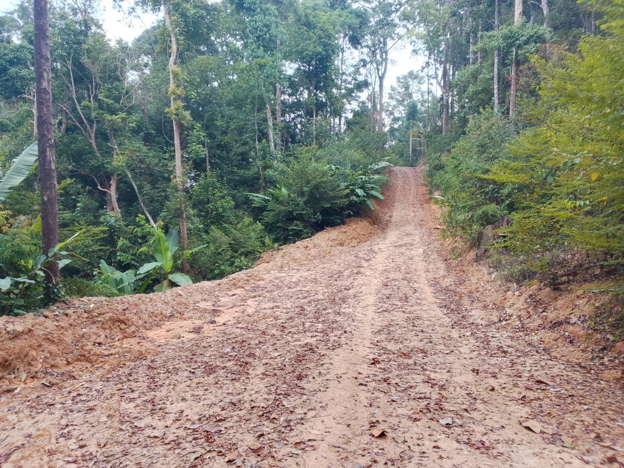 Hutan Simpan Kenaboi 7